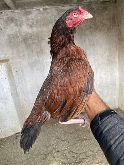 2 Aseel Females For Sale. . 03058914115