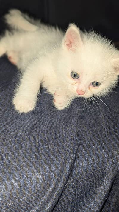 4 persian cat babies 03296930.676