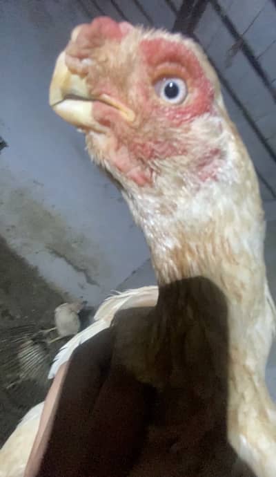 Parrot beak / parotbeak