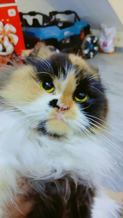 Kellyco Flower tail  triple quote