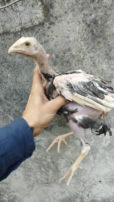 Ma Sha Allah active and healthy Bird