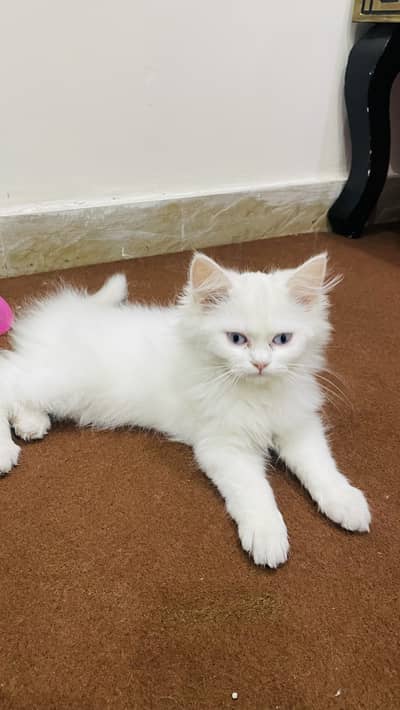 Persian kitten for sale