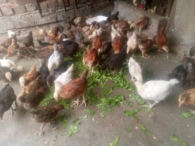 Golden misri silver godlen Chicks Available