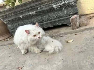 Tile. . Persian cat for sale