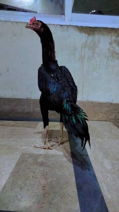 urgent sale price 5500