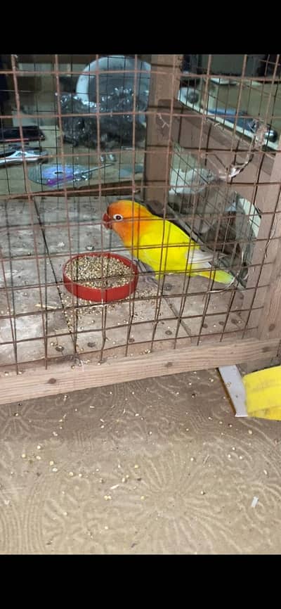 love bird Fisher hn  Parot  03290248272
