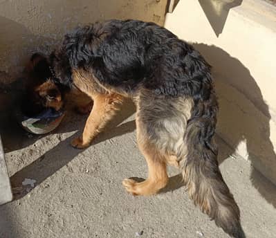 GERMAN SHEPHERD LONG COAT F/ MALE  8  MONTH OLD