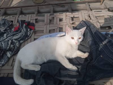 URGENT SALE ONLY SERIOUS BUYERS COME