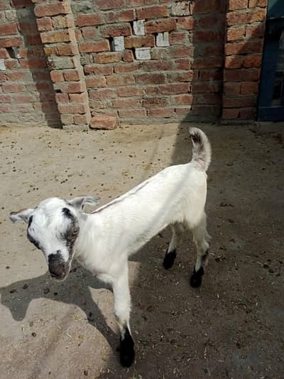 Barbari Teddy Female Kid | Teddy Goat| Barbari Teddy|Goat Kid