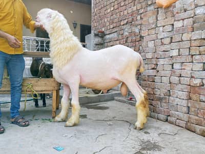 mashallah big Mundra 180kg live