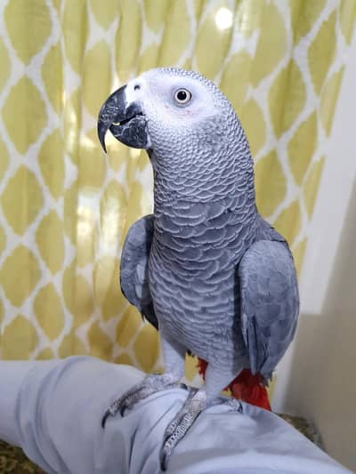 African Grey Parrot  Grey parrot Talking parrot