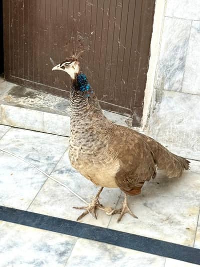 Peacocks | Peacocks female | مور | cameo peacocks | مور For sale