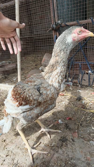 Pure Aseel Hen for sale