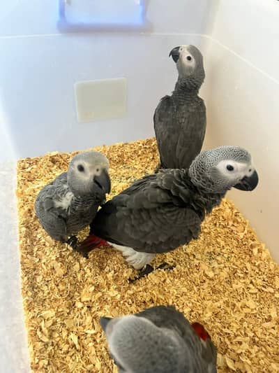 African grey parrot chicks for sale contact number (03232848500)
