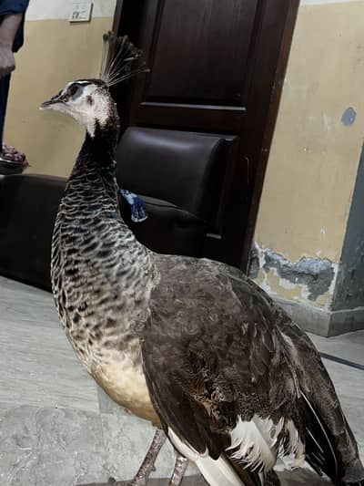 Baby peacock selling