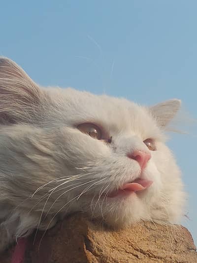 white male persian long coat