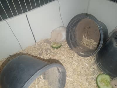 Siberian Hamster babies for sale