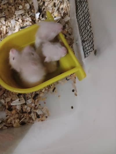 hamsters baby