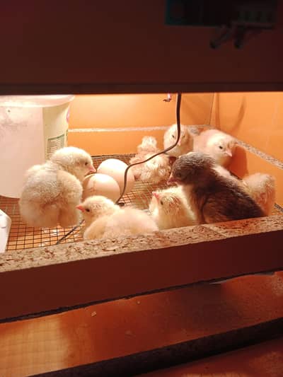 white Heavy Buff chiks available one month active fresh