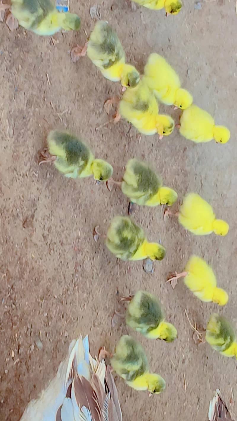 duck chicks 1
