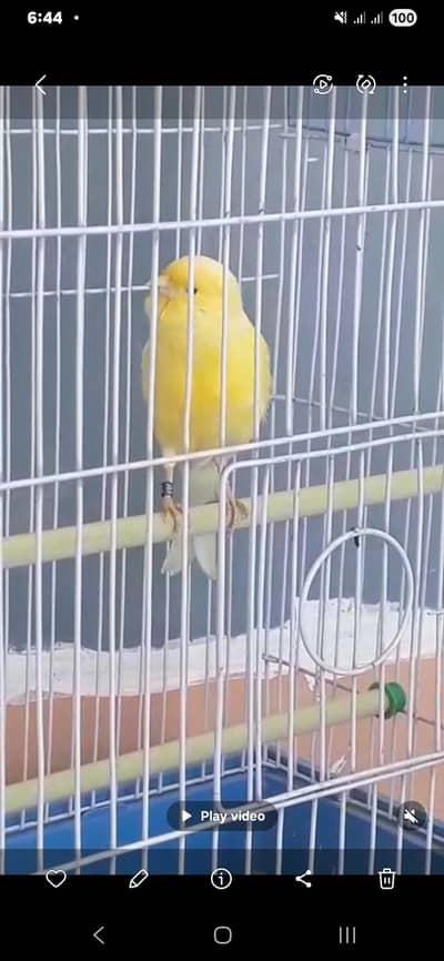 singing canari for sale