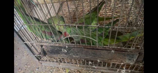 green ringneck  adult and breeder females - pahari  male and female