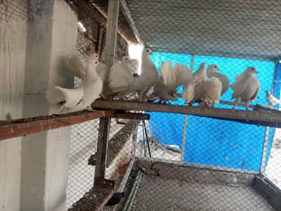 lackay kabootar double tail 4 pair