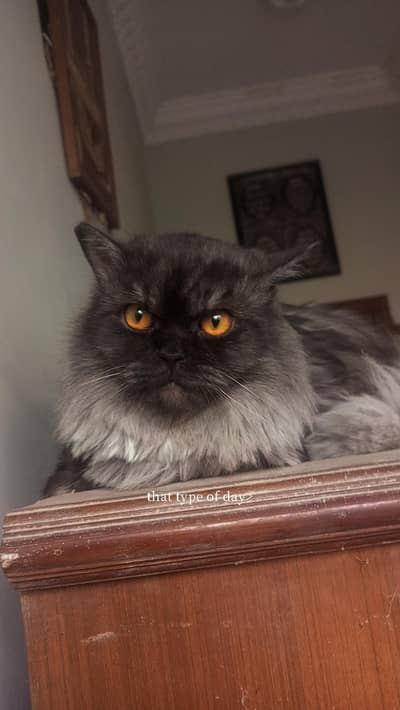 Beautiful Male Cat for Sale 