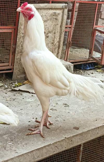 paper white hera male