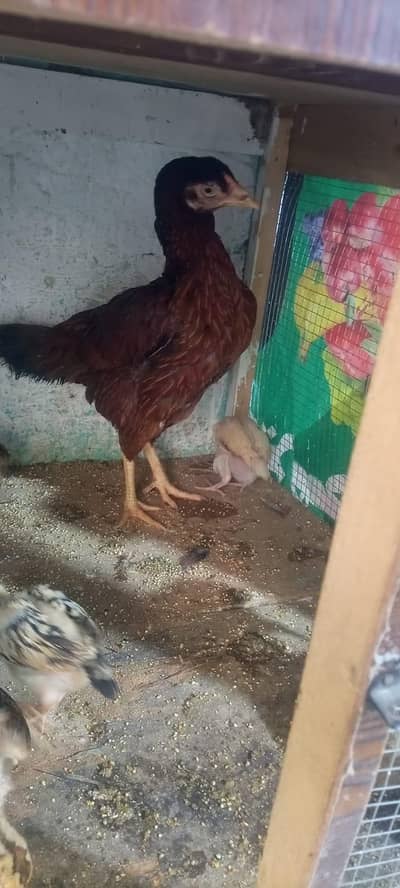 Aseel Jawa 03314845207