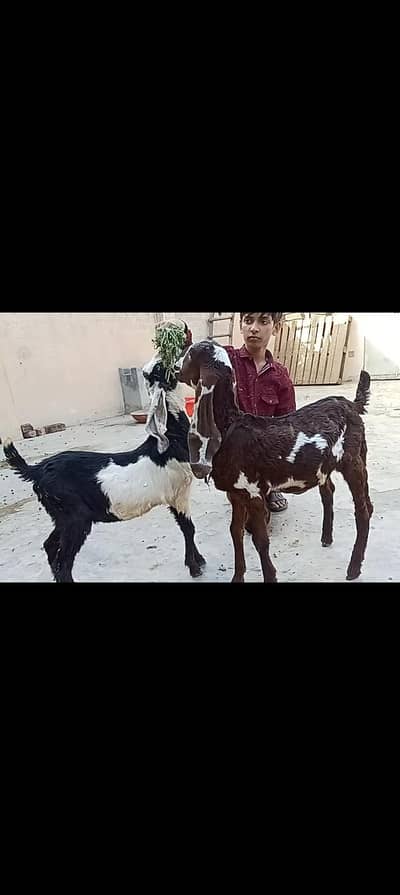Assalamualaikum 2 Beautiful Male Kids For Sale