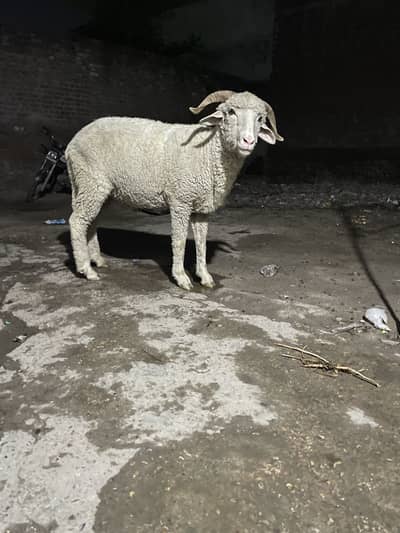 Menda sheep lela bakra goat