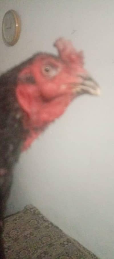 murgiya or murga bi ha gar ka ha