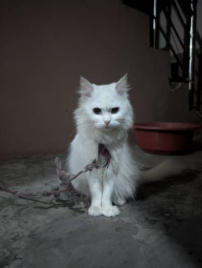 Persian female triple coded blue eyes