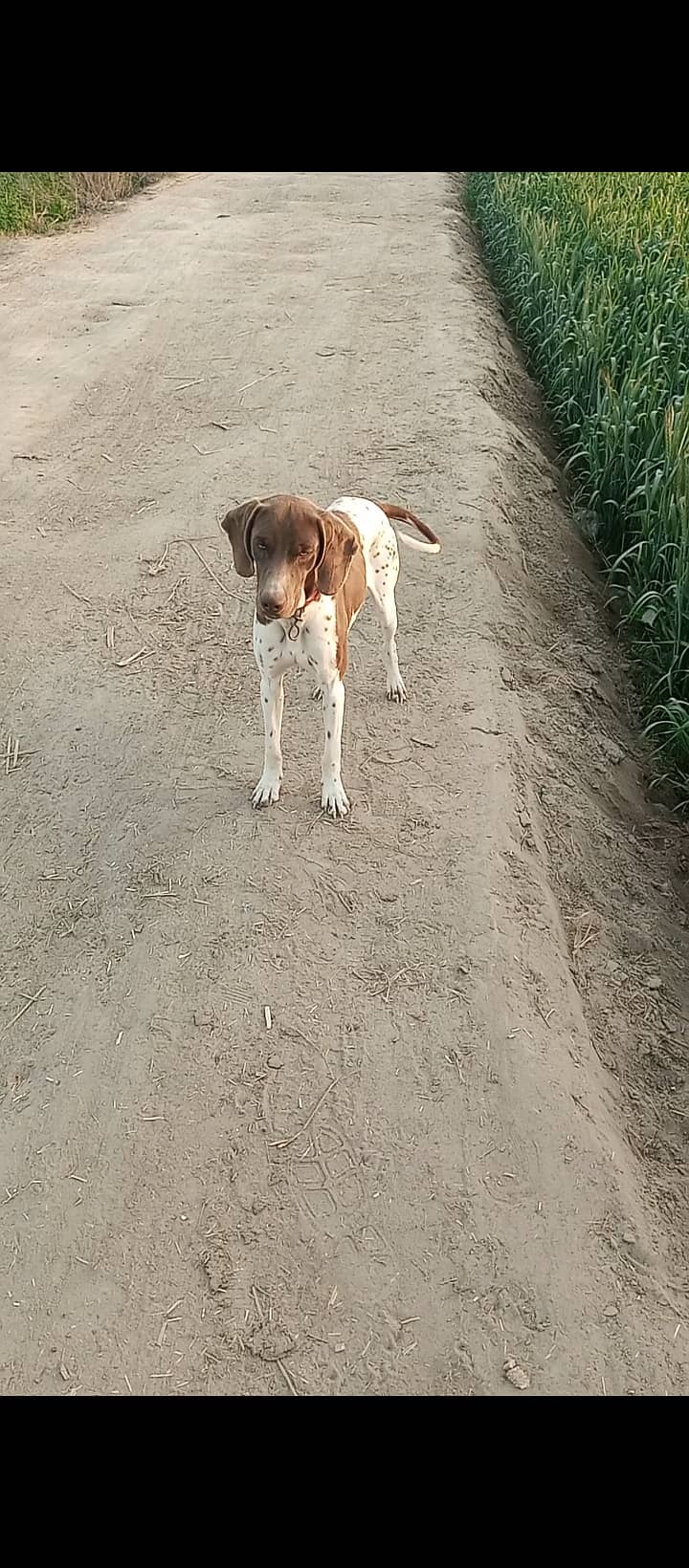 Pure pointer dog 1