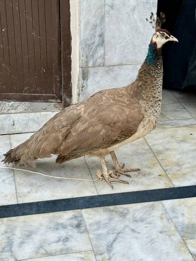 Peacocks | Peacocks female | مور | cameo peacocks | مور For sale