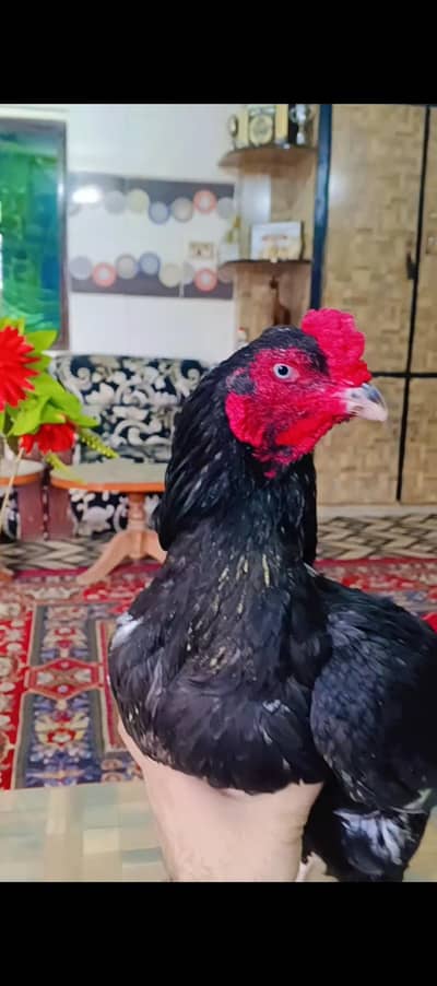 Top Quality Aseel Mushka Lassani