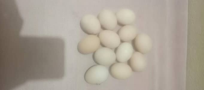 Thai Shamo aseel egg