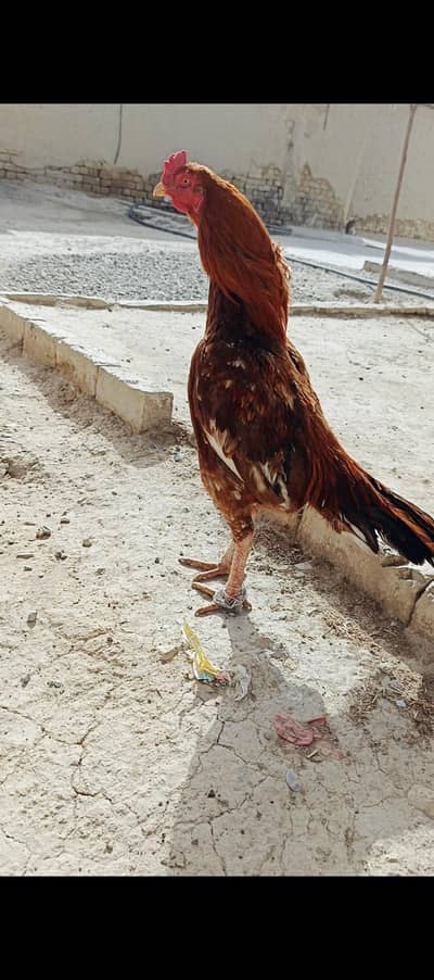 10 moth ka pattah ha pela zhreela peor aseel video be ha