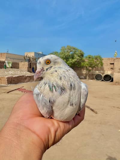 pigeon breeder ha inshallah grantey ka sath ha end level ha