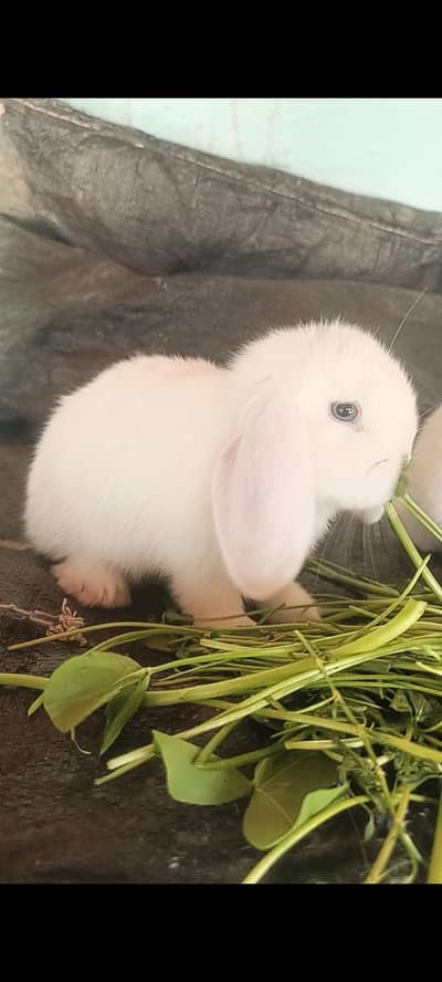 ہالینڈ لوپ بنی اویلیبل