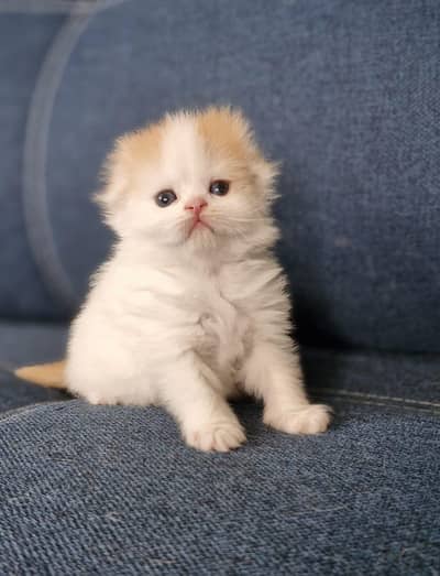 persian punch face | female kitten available with mother