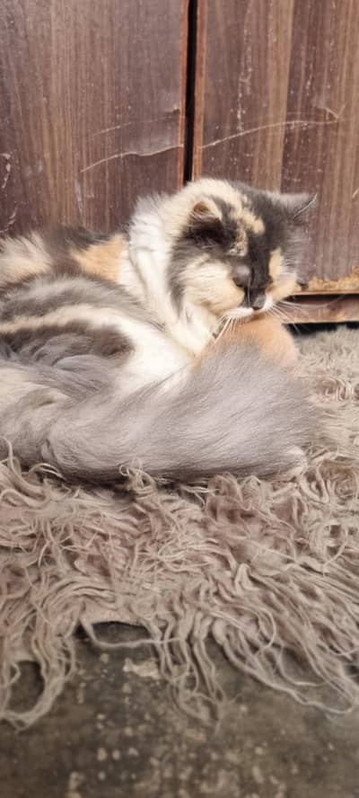 persian punch face | female breeder cat for sale