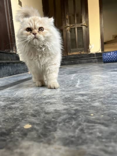 Healthy 3 Month Old Male Kitten Available