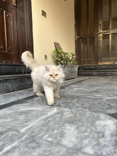 Healthy 3 Month Old Male Kitten Available