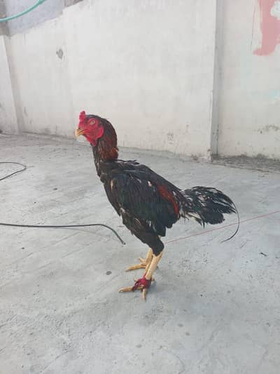 pakistani aseel & barmi madi for sale