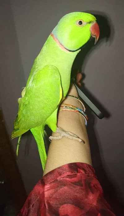 green parrot