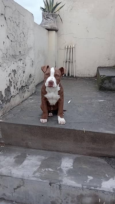 American Pitbull Terrior