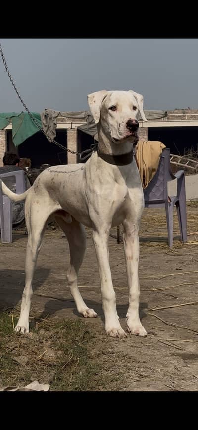 bully patha  age 9 months  hight 28 inches active and healthy