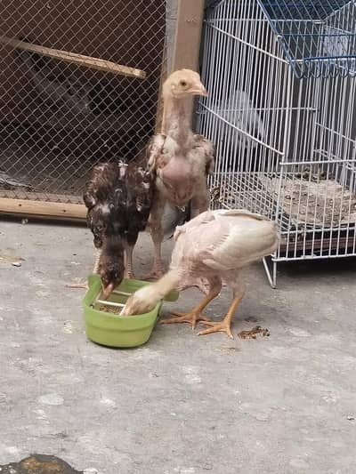 Eid offer Aseel pair in 2500